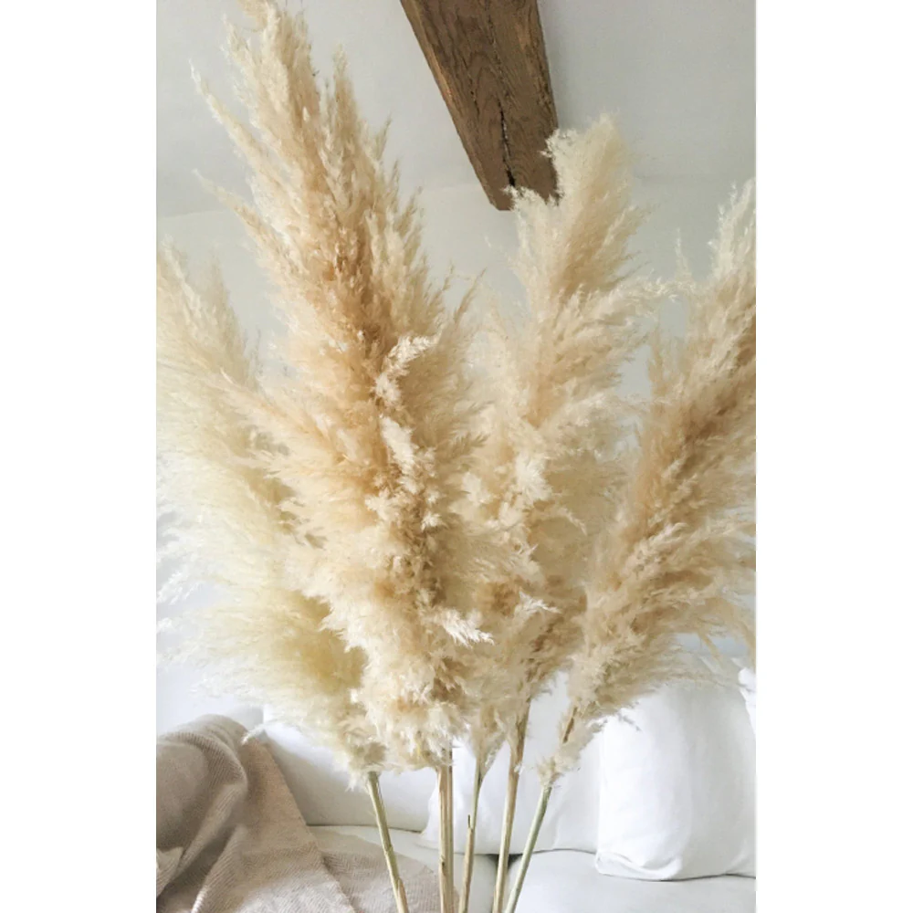 Santorini Pampas